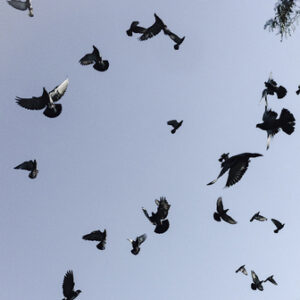 main-page-bird-control main-page-bird-control