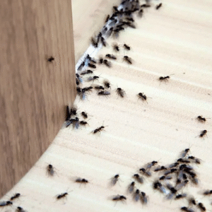 ants-pest-control ants-pest-control