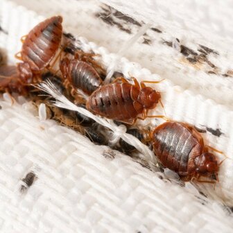 main-page-bed-bug-pest-control