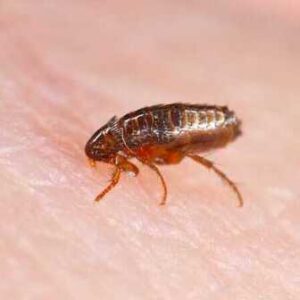 main-page-flea-pest-control main-page-flea-pest-control