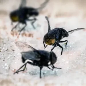 main-page-fly-pest-control main-page-fly-pest-control