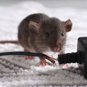 main-page-rodent-pest-control main-page-rodent-pest-control