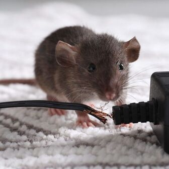 main-page-rodent-pest-control