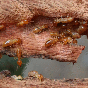 main-page-termite-pest-control main-page-termite-pest-control