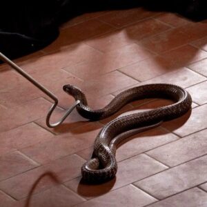 main-page-snake-pest-control main-page-snake-pest-control