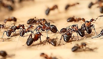 ants-pest-control-services-page
