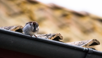 bird-pest-control-services