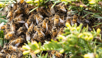 carousel-bees-control