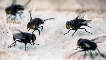 carousel-fly-pest-control