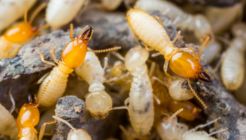 carousel-insect-pest-control