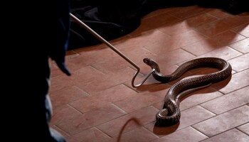 carousel-snake-pest-control