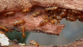 carousel-termite-pest-control