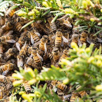 main-page-bees-control