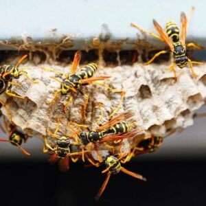 main-page-wasp-control main-page-wasp-control