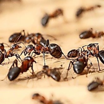 services-page-ants-pest-control