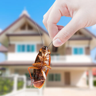 services-page-home-pest-control